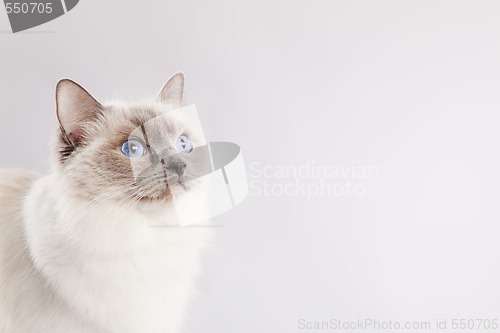 Image of Ragdoll cat over light grey