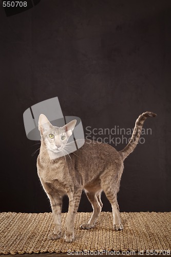Image of Short haired cat 