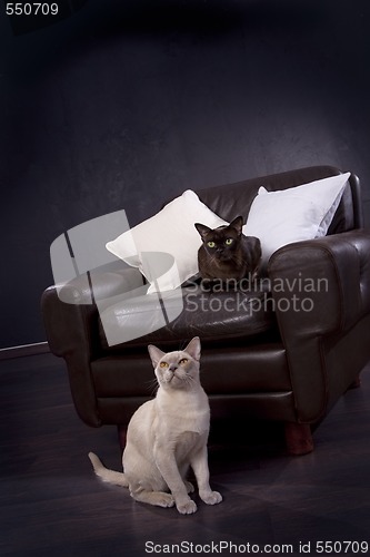 Image of Black and white cats