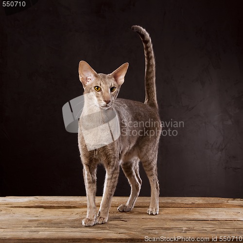 Image of brown cat standing