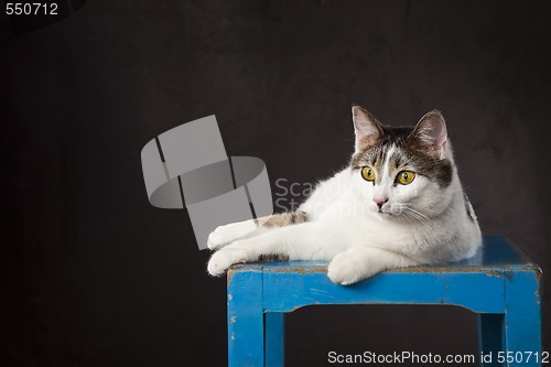 Image of White cat 