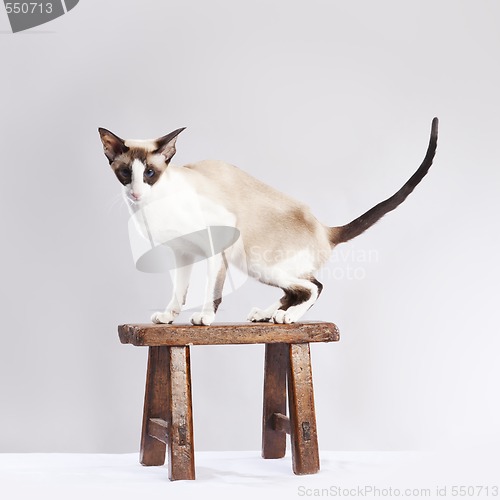 Image of Cat on the small chair