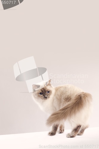 Image of Long haired cat (ragdoll)