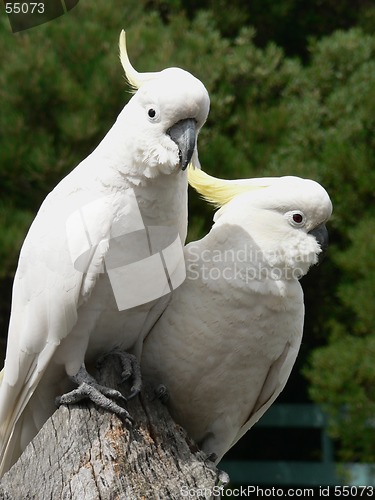 Image of Cockatoos