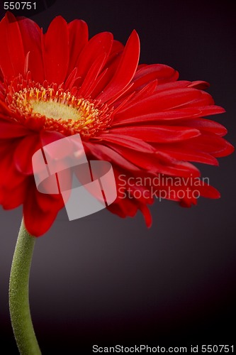 Image of red gerbera