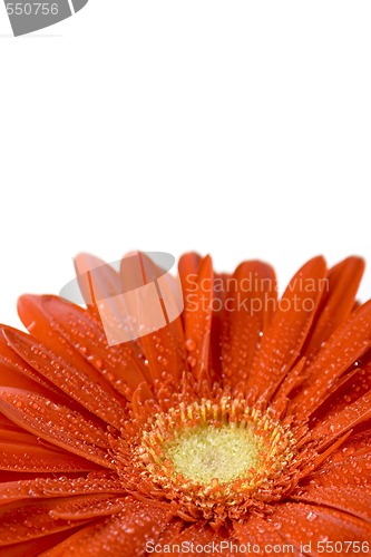 Image of red gerbera