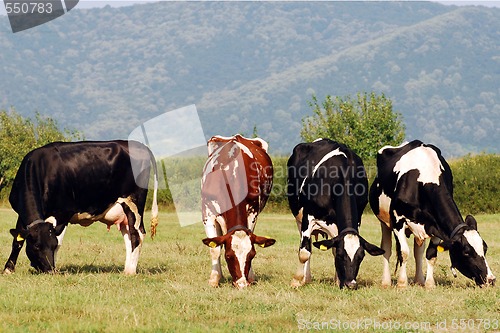 Image of group of cows grazing