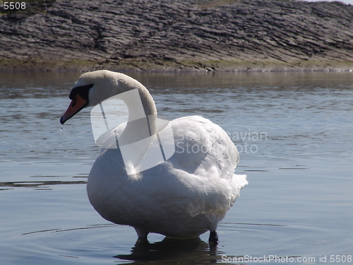 Image of Swan