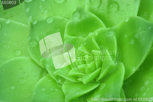 Image of Green Aeonium  with a drops water. Background