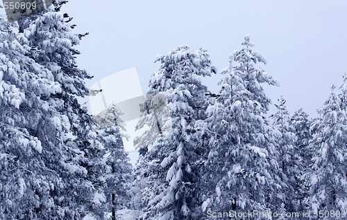 Image of Snow covered tree