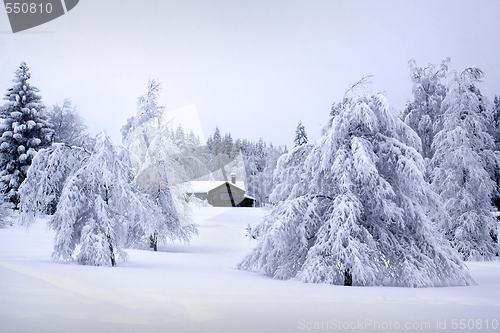 Image of swedish winter