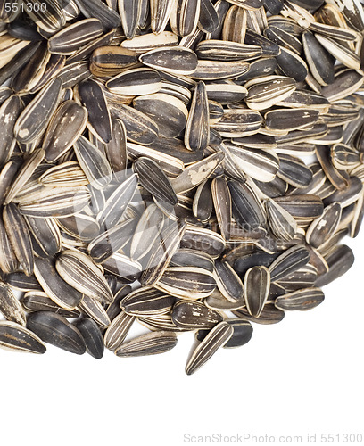 Image of seed of sunflower