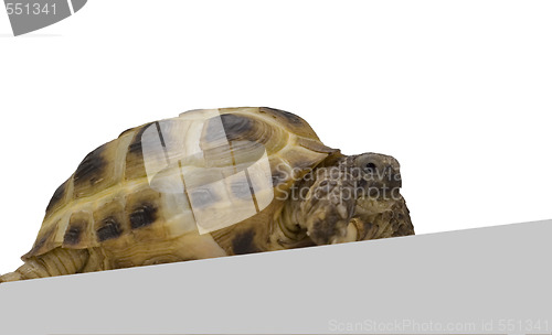 Image of terrapin