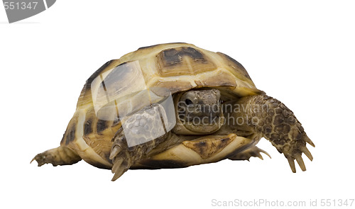 Image of tortoise