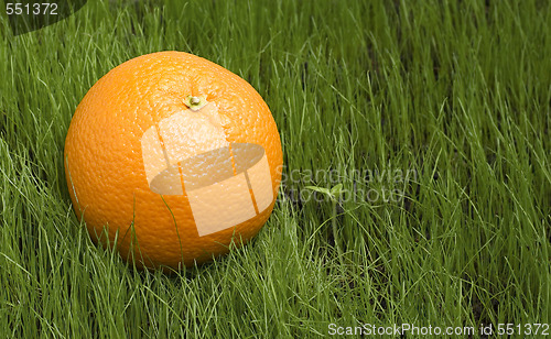Image of an orange on grass