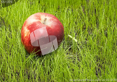 Image of apple on green grass