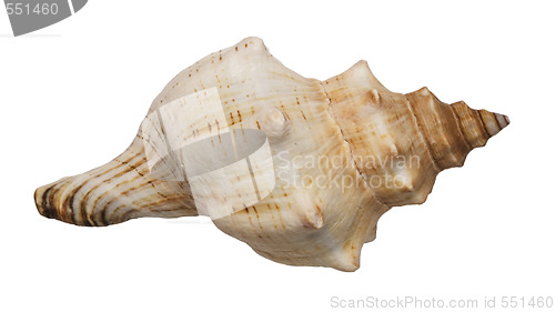 Image of conch