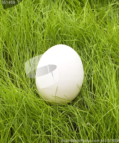 Image of egg in grass