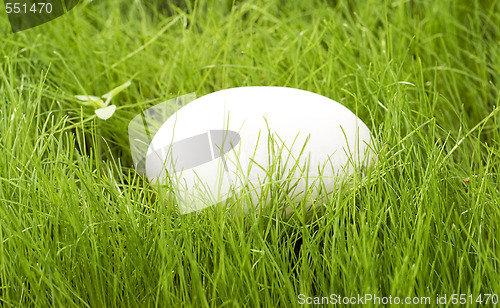Image of egg in green grass