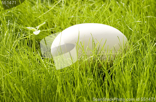 Image of egg on grass