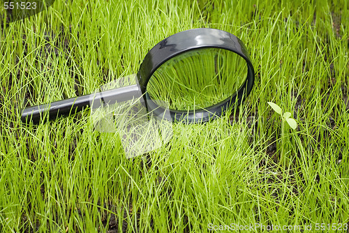 Image of magnifying glass on grass
