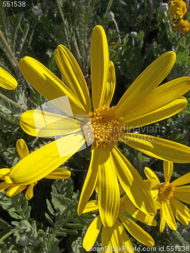 Image of yellow daisy