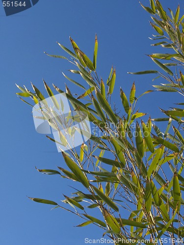 Image of bamboo branches