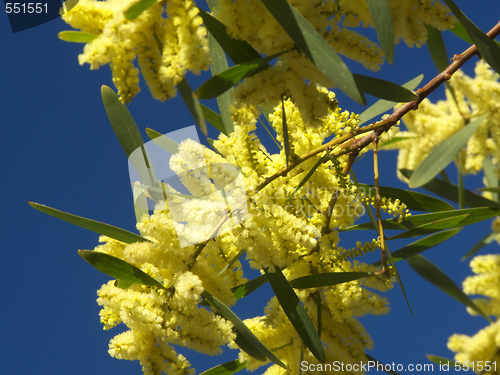 Image of flowered mimosa branches