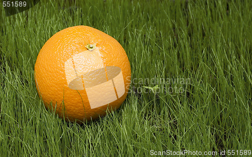 Image of orange on grass