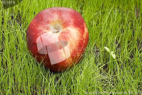 Image of red apple on green field