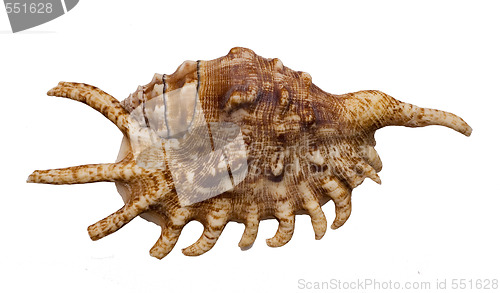 Image of shell