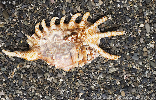 Image of shell on the beach