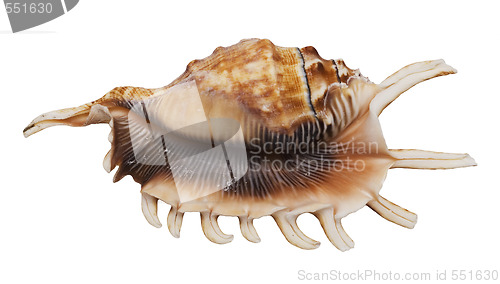 Image of shell on white