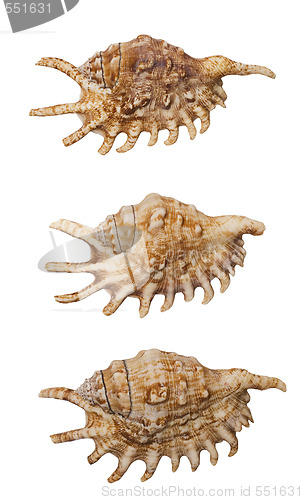 Image of shells