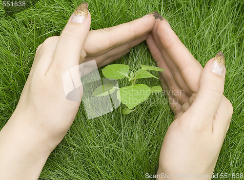 Image of small plant in grass