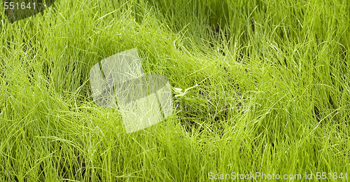 Image of spring grass