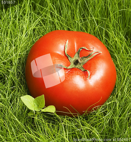 Image of tomato in grass