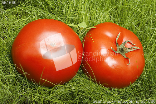 Image of tomatoes in grass