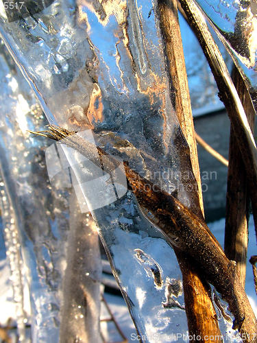Image of Ice and plants