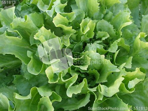 Image of salad