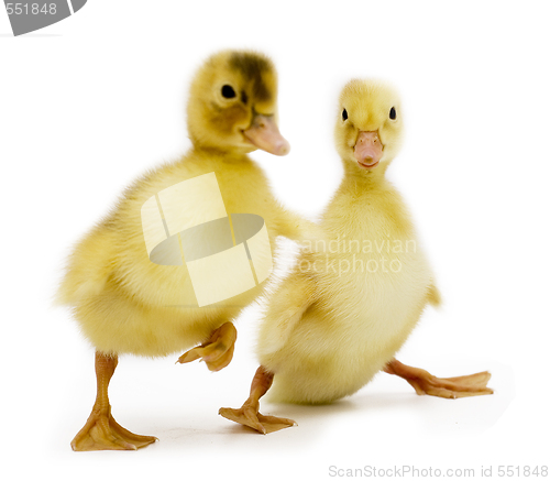 Image of drunk ducklings