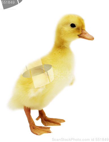 Image of duckling