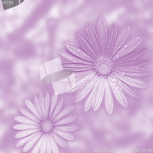 Image of flowers background