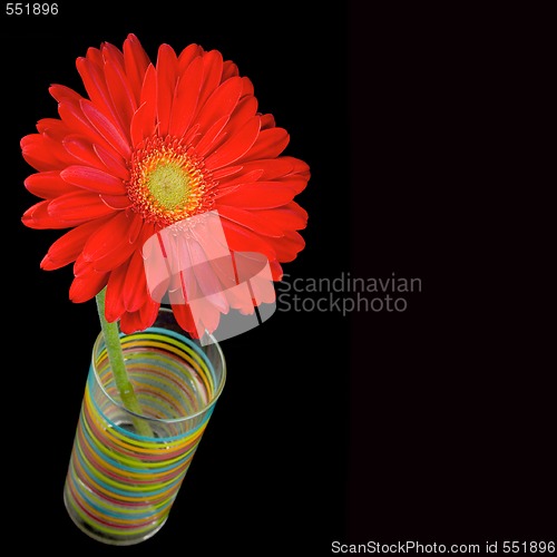 Image of red gerbera flower