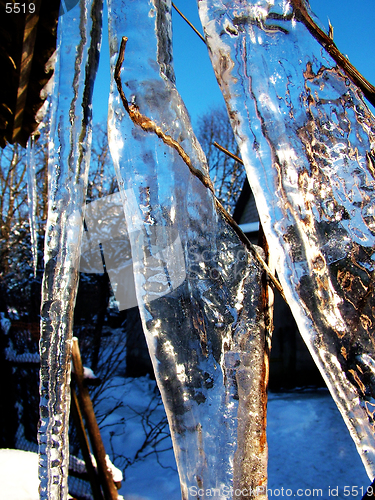 Image of Plants in icicle