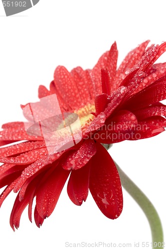 Image of red gerbera