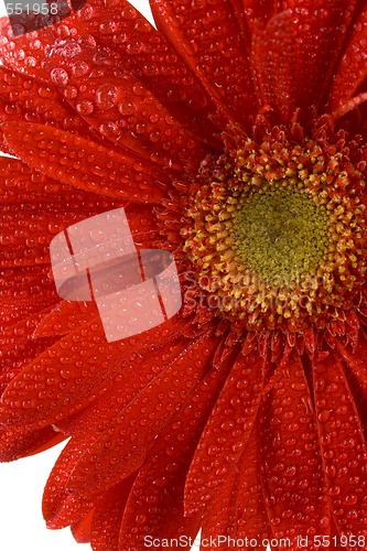 Image of red gerbera