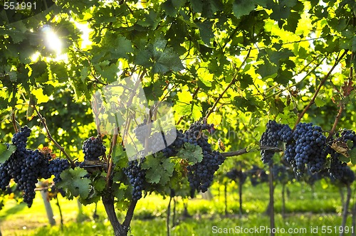 Image of Purple grapes