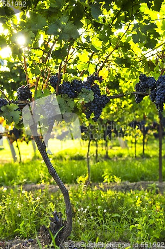 Image of Purple grapes