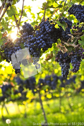 Image of Purple grapes